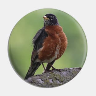 A Puffy Robin Pin