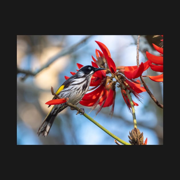 New Holland Honeyeater, Maleny, Queensland by AndrewGoodall