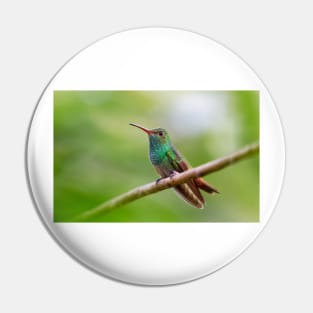 Rufous-tailed hummingbird - Costa Rica Pin