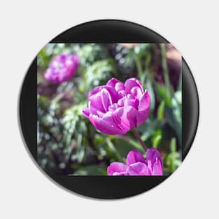 Purple peony flowered tulip Pin