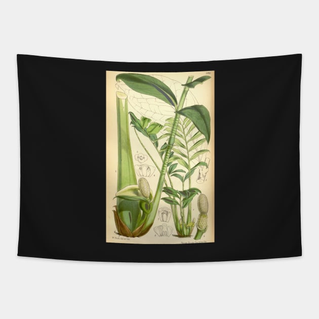 ZZ plant - botanical illustration Tapestry by chimakingthings