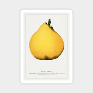 Meech's Prolific Pear  Lithograph (1900) Magnet