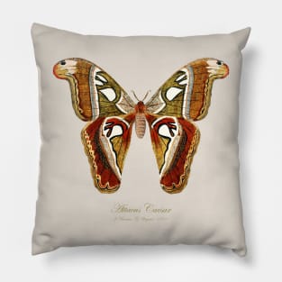 Moth - Attacus Lorquinii, female Pillow