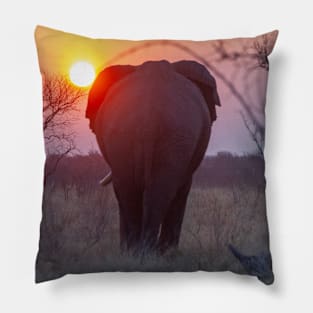 African Elephant in the sunset in Botswana Pillow