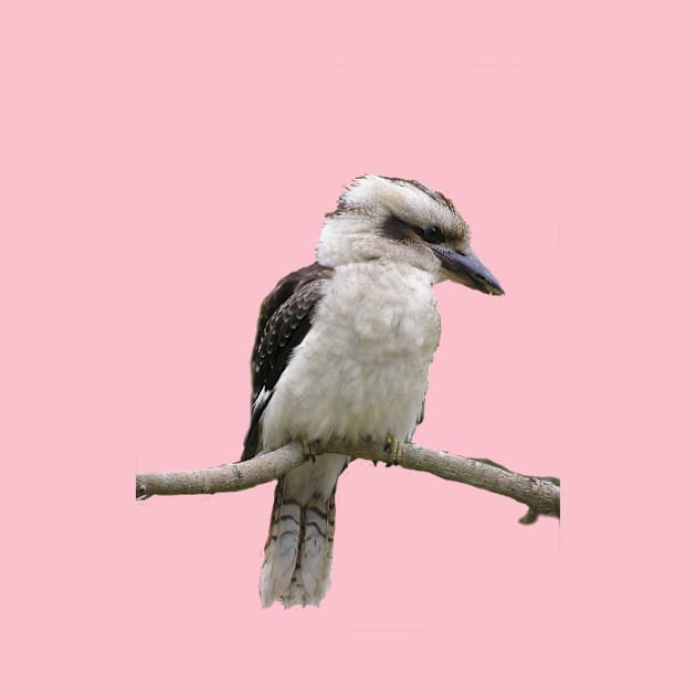 Jacky the kookaburra by Sunshinesmiles