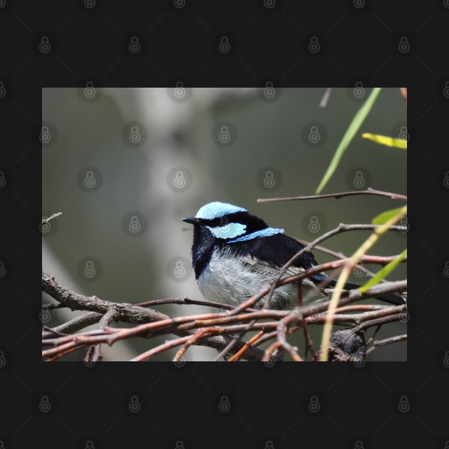 Superb Fairy Wren at the Laratinga Wetlands by claire-l-page