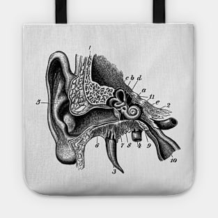 Inner Ear Anatomy Diagram Tote