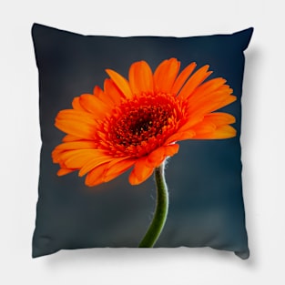 Single Orange Gerbera Pillow