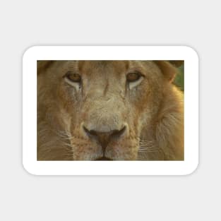 Lion portrait up close Magnet