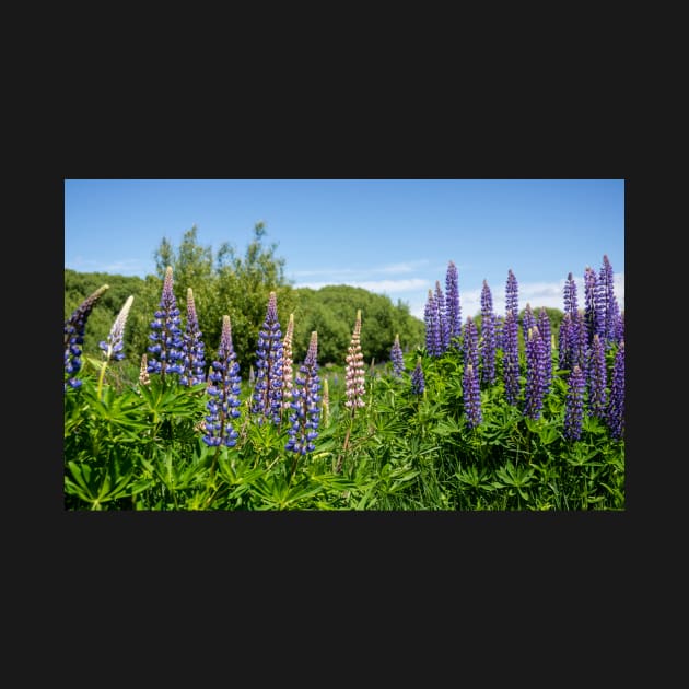 Purple and pink Lupin flowers. by sma1050