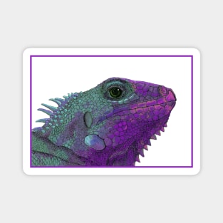 Purple Iguana Magnet