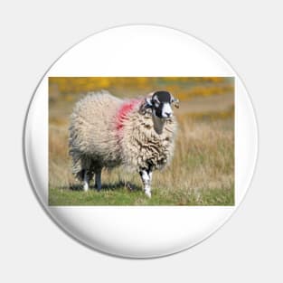 Swaledale Sheep on the Fells Pin