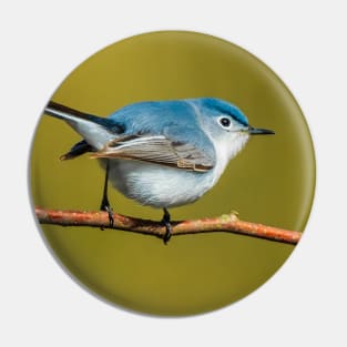 Little Cute Bird Photograph. Blue-Gray Gnatcatcher Pin