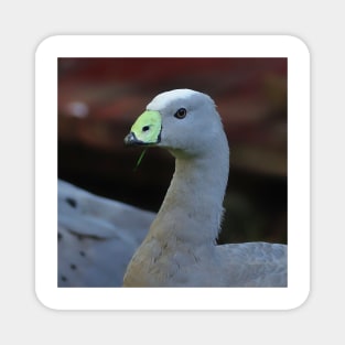 Green Black Beak and Gray Feathers Cape Barren Goose at The Zoo Magnet