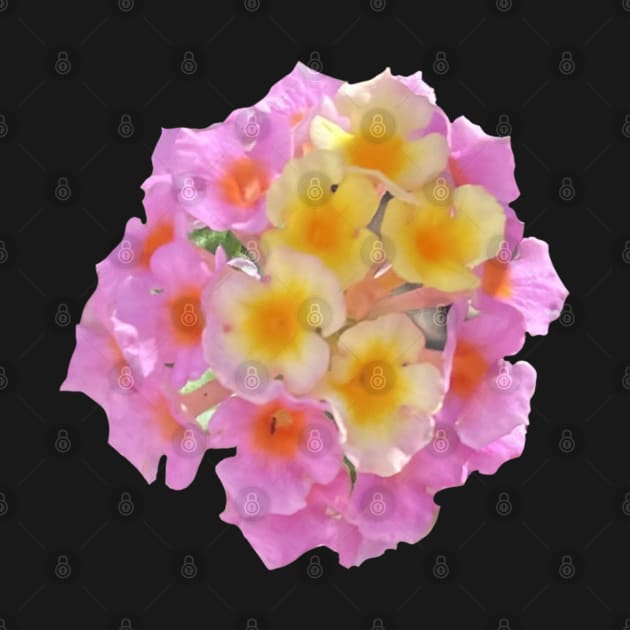 Pink and Yellow Lantana Camara Flower by Sparkleweather