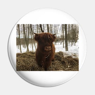 Scottish Highland Cattle Calf 1920 Pin