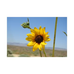 Sun flower, wild flowers, Mojave Desert, California T-Shirt