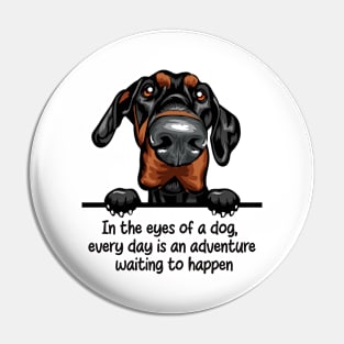 In the eyes of a dog,  every day is an adventure  waiting to happen Pin