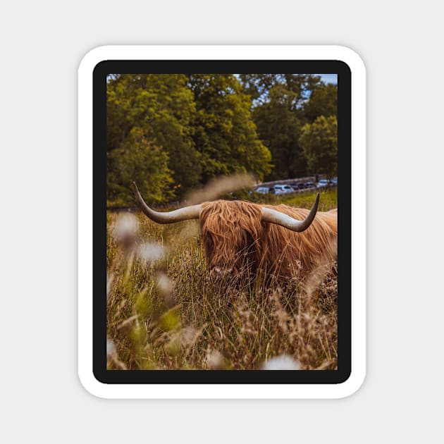 Scottish Highland Bull | Unique Beautiful Travelling Home Decor | Phone Cases Stickers Wall Prints | Scottish Travel Photographer  | ZOE DARGUE PHOTOGRAPHY | Glasgow Travel Photographer Magnet by zohams