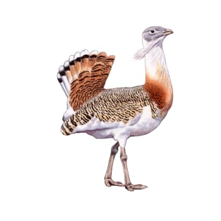 Great Bustard T-Shirt