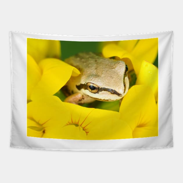 Tiny Pacific tree frog (Pseudacris regilla) sitting in a flower Tapestry by SDym Photography