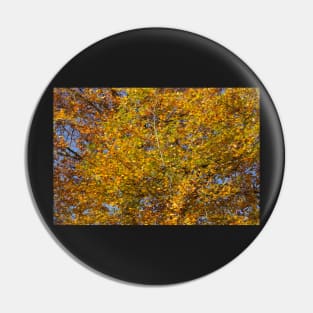 Autumn leaves, leaf color, beech, tree Pin