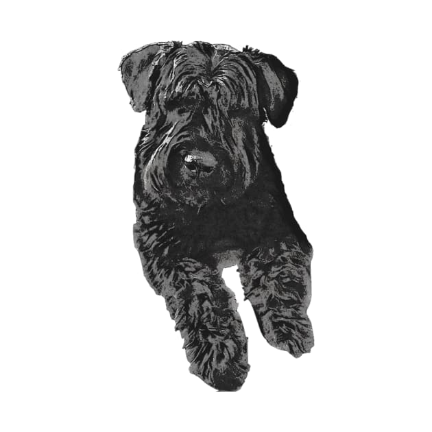 Bouvier Des Flandres by Claireandrewss