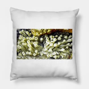 Yellow Sea Anemone Pillow