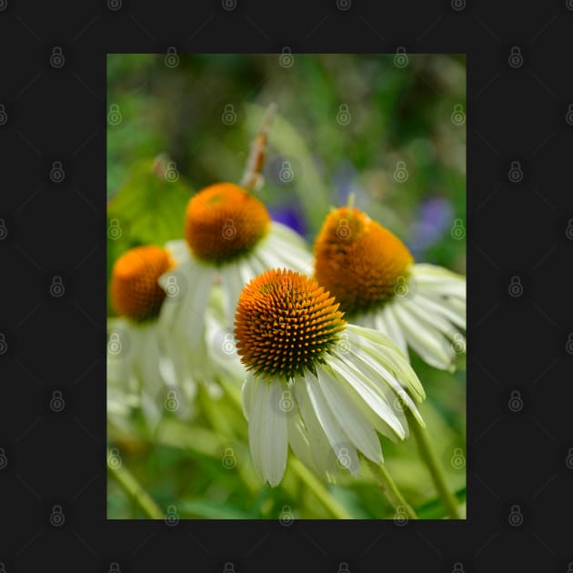 White Swan Echinacea by jojobob