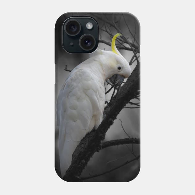 Sulphur-crested Cockatoo_3798A Phone Case by seadogprints