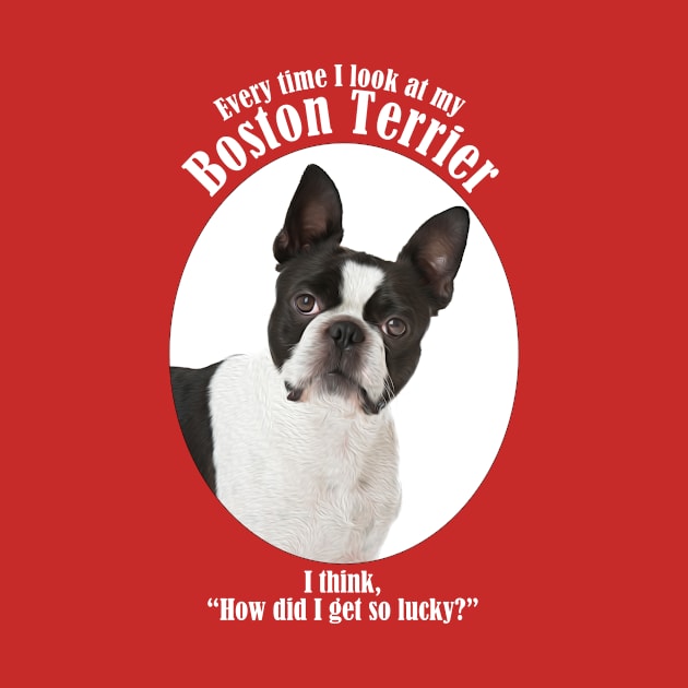 Lucky Boston Terrier by You Had Me At Woof