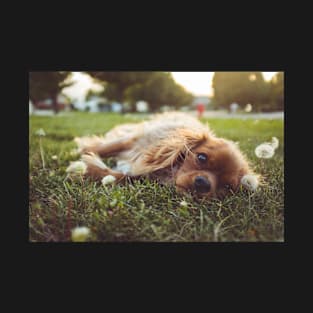 Spaniel Dog and Dandelion T-Shirt