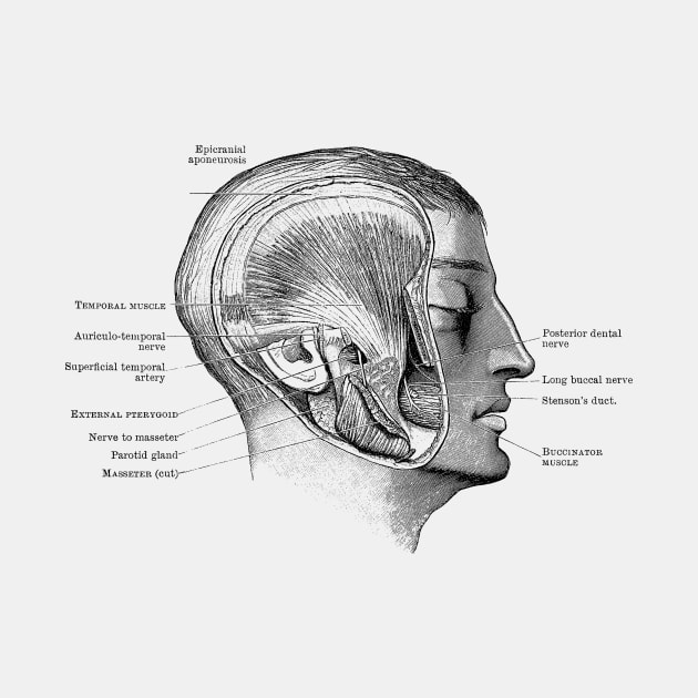 Face Muscular Diagram - Vintage Anatomy by Vintage Anatomy Prints