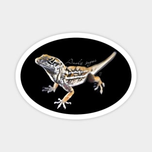 Brown anole with scientific name Magnet