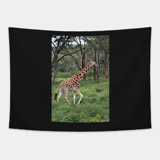 Rothschild's Giraffe In The Bush, Kenya Tapestry