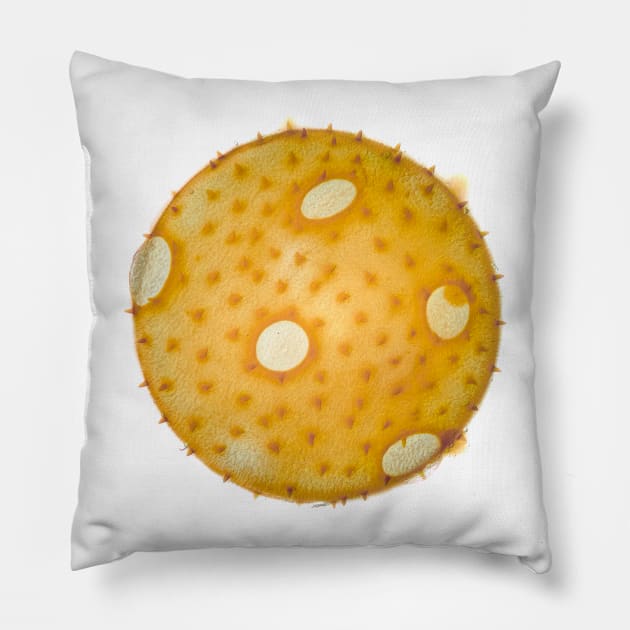 Summer squash pollen grain under the microscope Pillow by SDym Photography