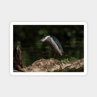 Black-Crowned Night Heron Magnet