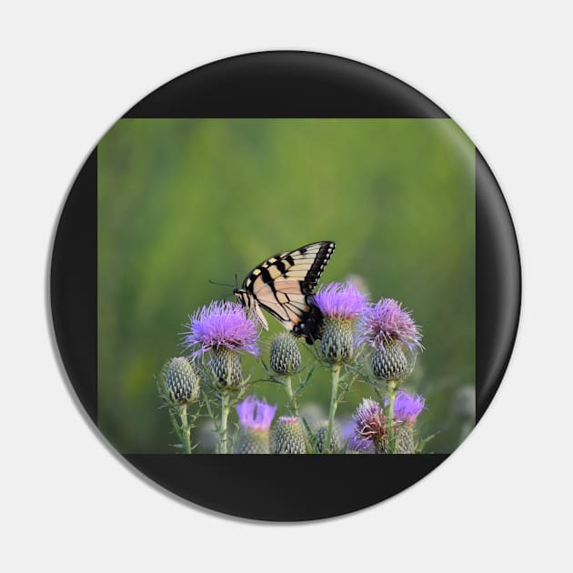 Yellow Swallowtail on Thistle 2 Pin by ToniaDelozier