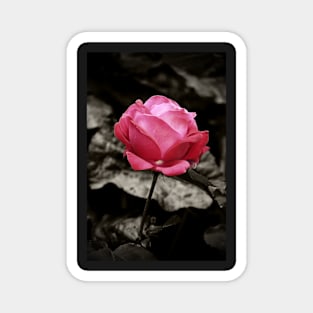 One Pink Rose Magnet