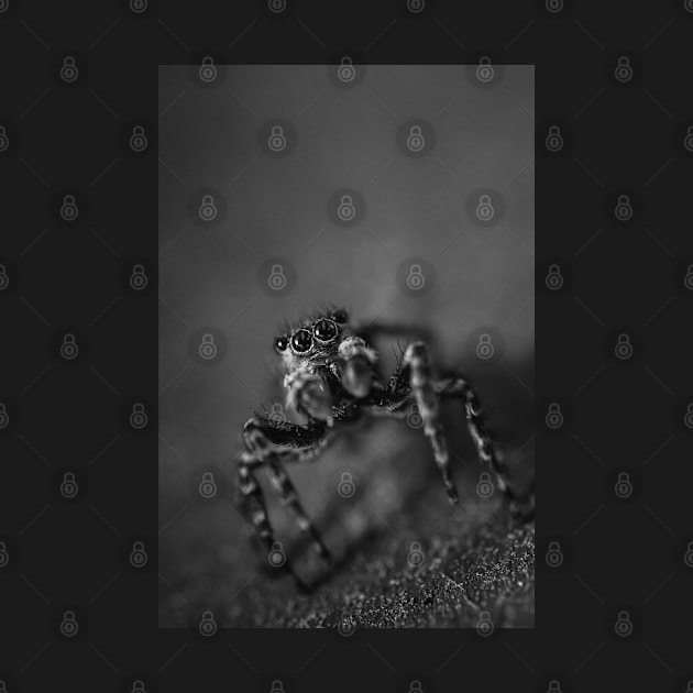 Scurry, Macro Jumping Spider Black and White Photo by love-fi