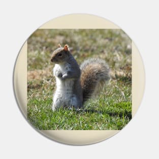 Wildlife gifts, eastern ground squirrel, nature, wild animals Pin