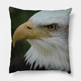 Bald Eagle (Cool) Pillow