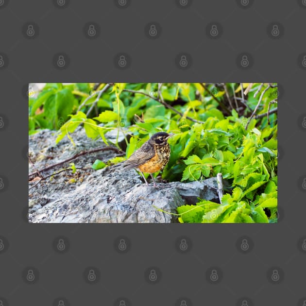 A Young Juvenile American Robin Standing On A Rock by BackyardBirder