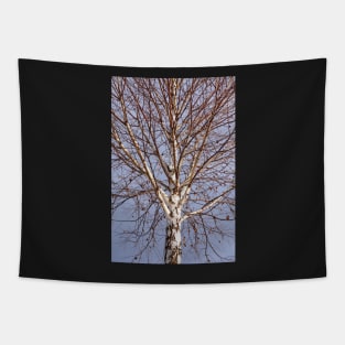 Birch tree against blue sky Tapestry
