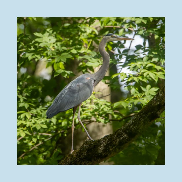 Great Blue heron high a tree by FlyingLilly