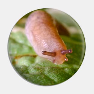 Cute Little Friendly Slug Nature Photograph Pin