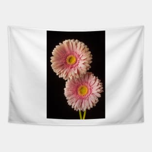 Two Dew Covered Pink Gerbera Daises Tapestry