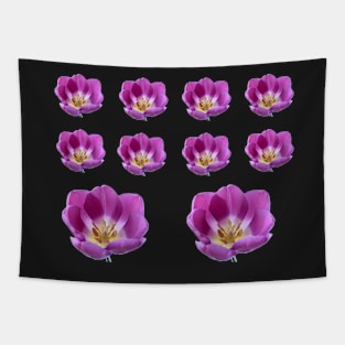 Tulipa 'Purple Flag' Triumph Tulip Tapestry