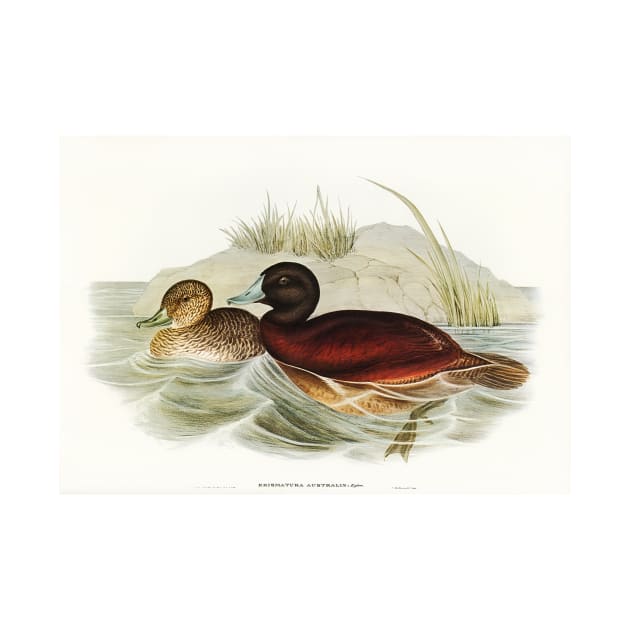 Blue-billed Duck by WAITE-SMITH VINTAGE ART