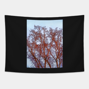 Tulip Tree in Winter Sunset Tapestry